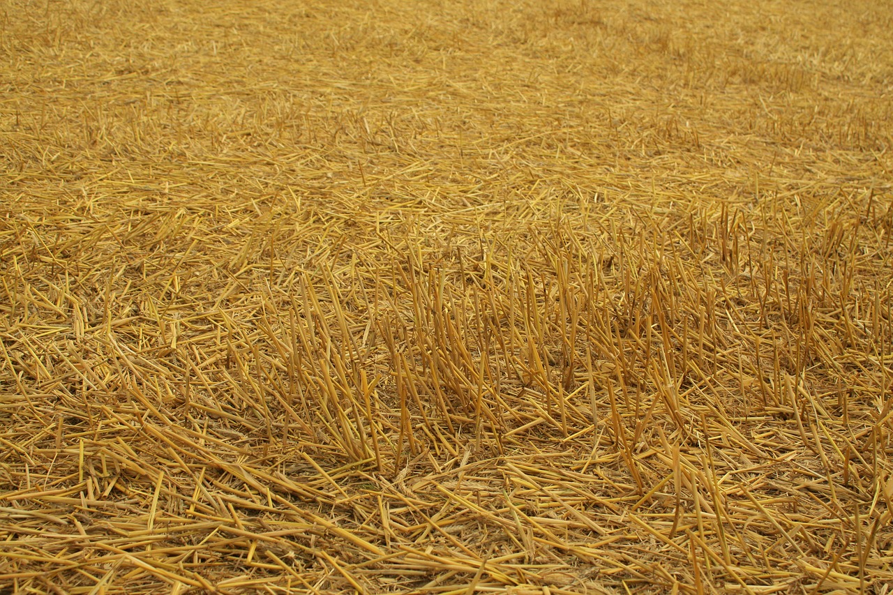 harvest field cereals free photo