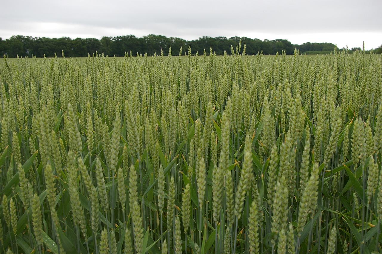 harvest barley go free photo
