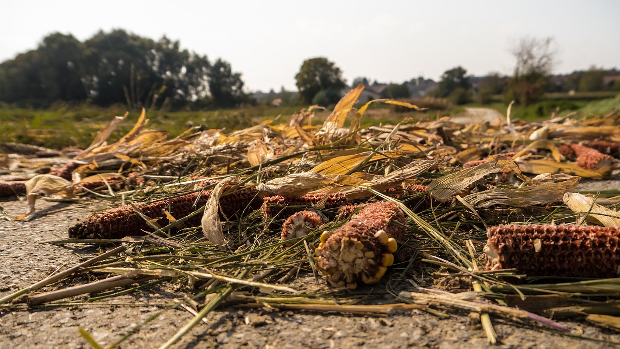 harvest remains crop residues free photo