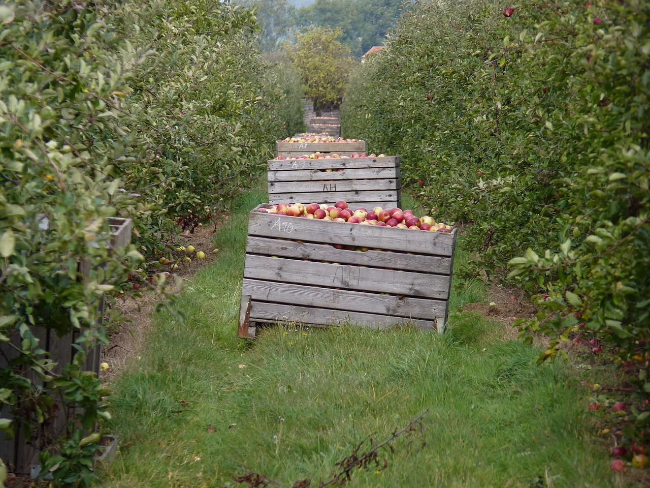 harvest apple plantation free photo