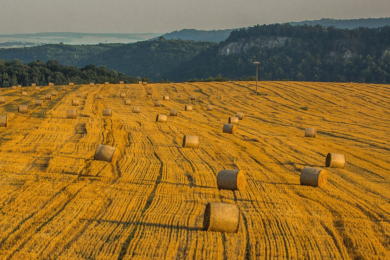 harvest field summer free photo