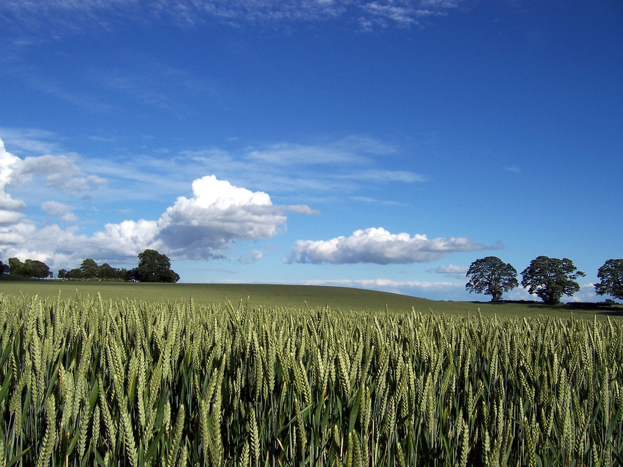 harvest wheat crop free photo