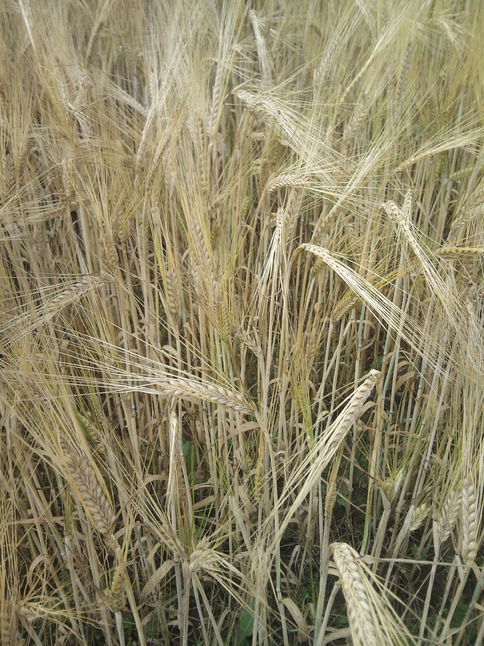 harvest rural agriculture free photo