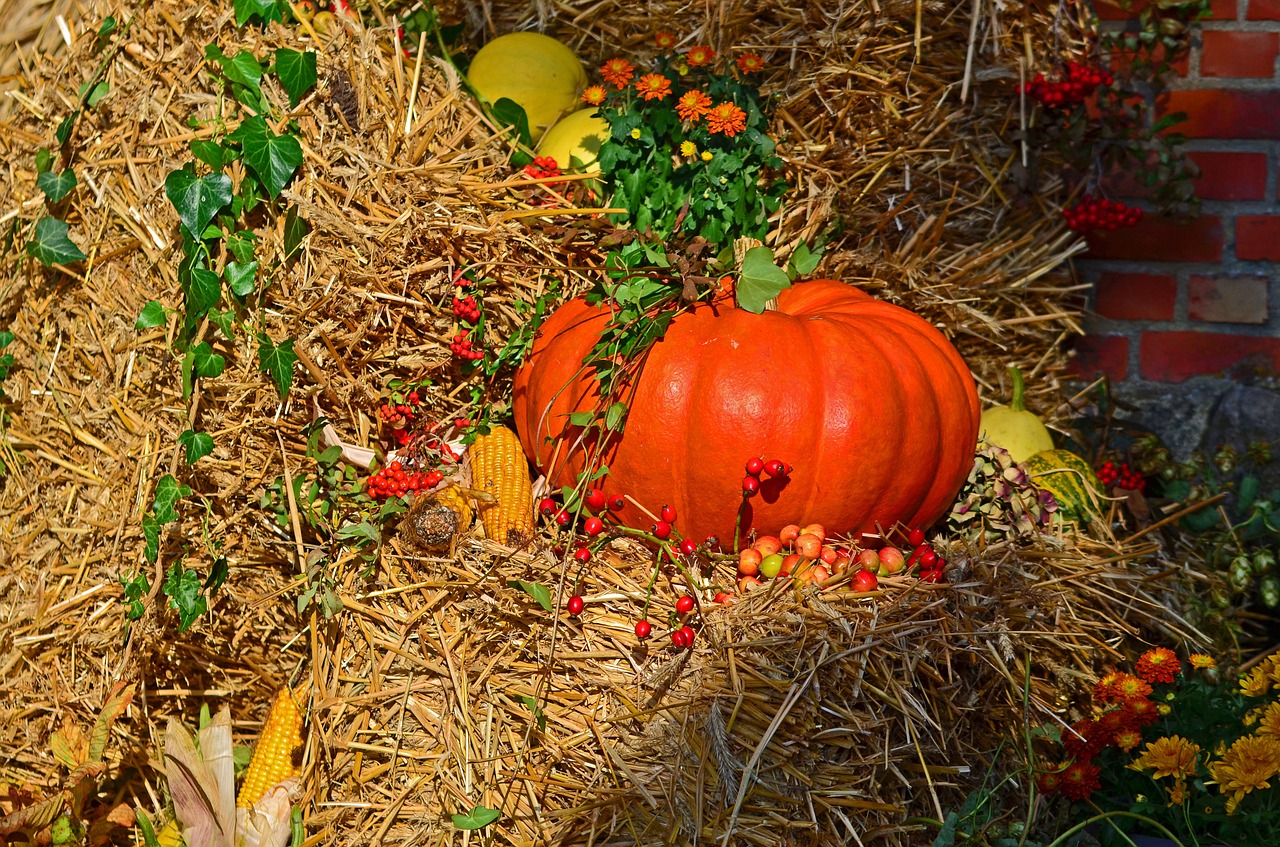 harvest harvest festival pumpkin free photo
