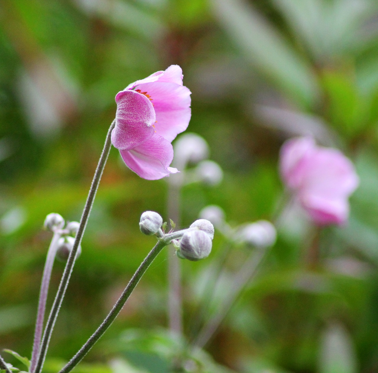 harvest anemone perennial pink free photo