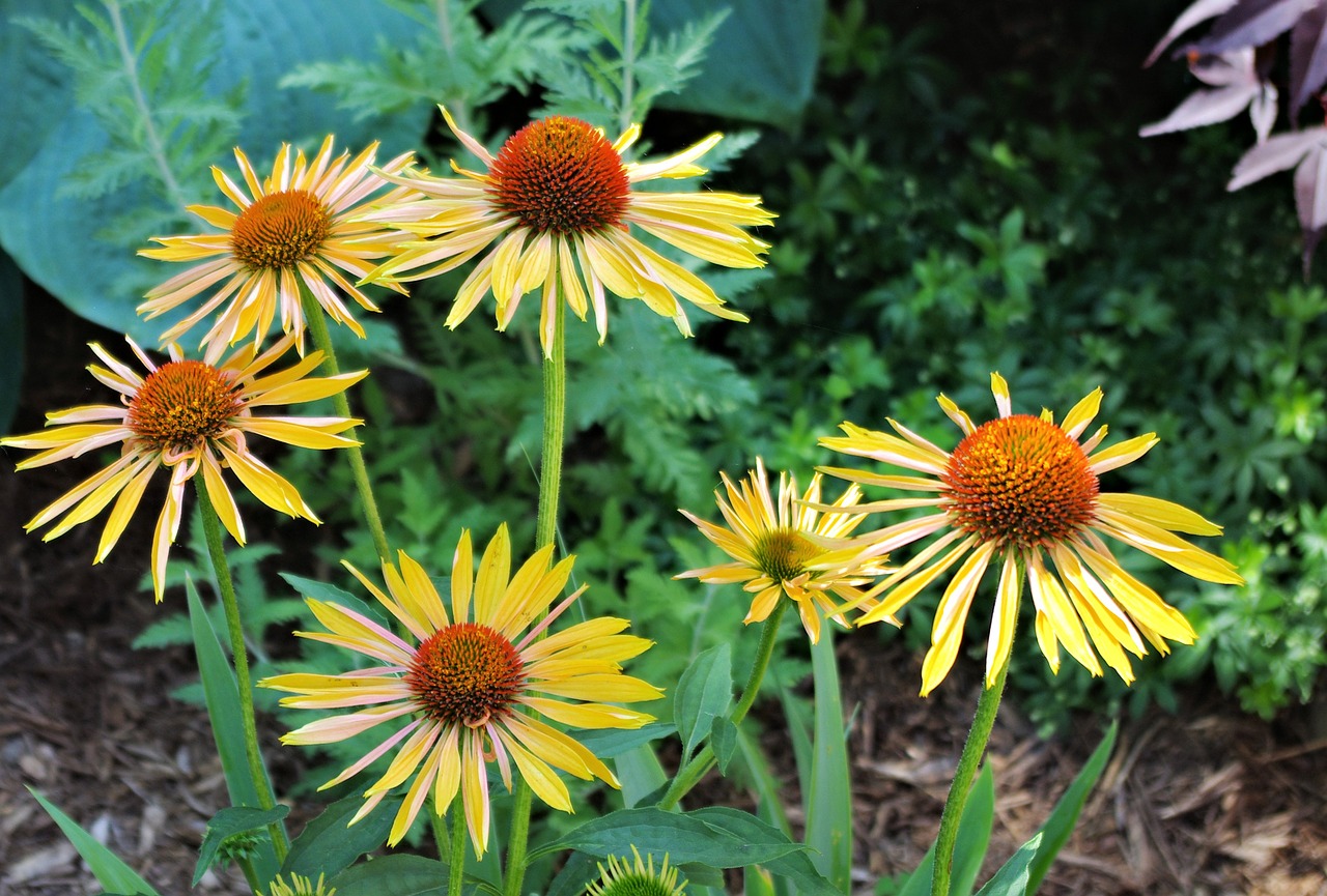 harvest moon coneflower garden floral free photo