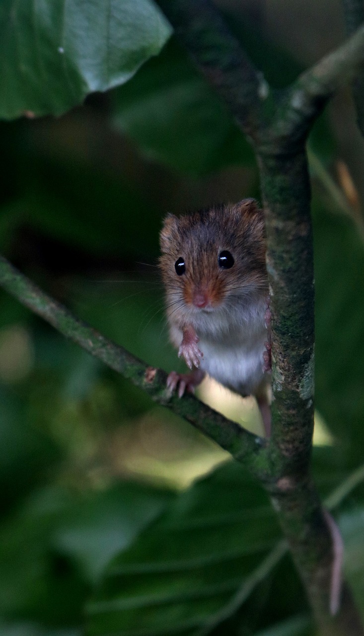 harvest mouse mouse harvest free photo