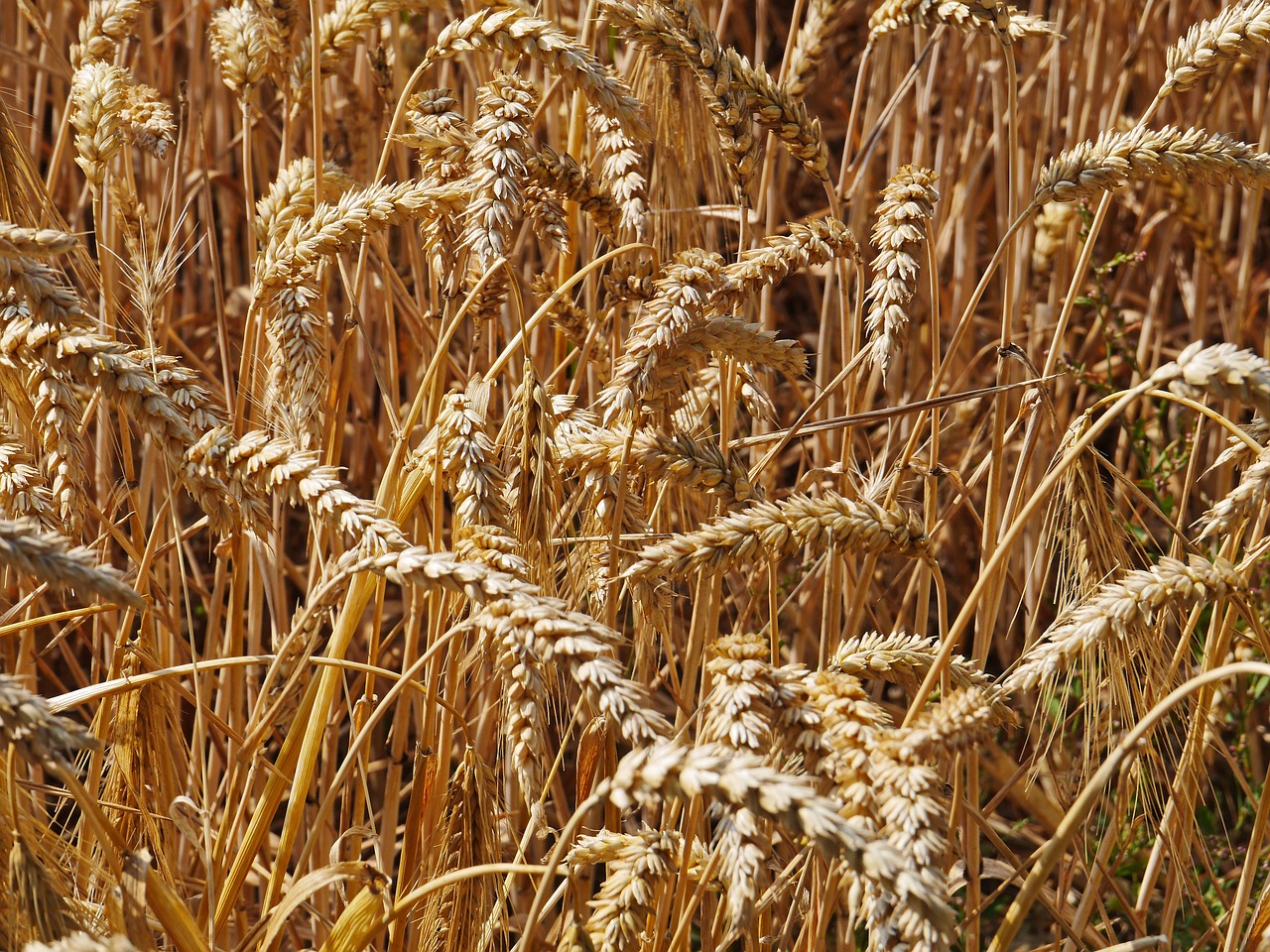 harvest time cornfield cereals free photo