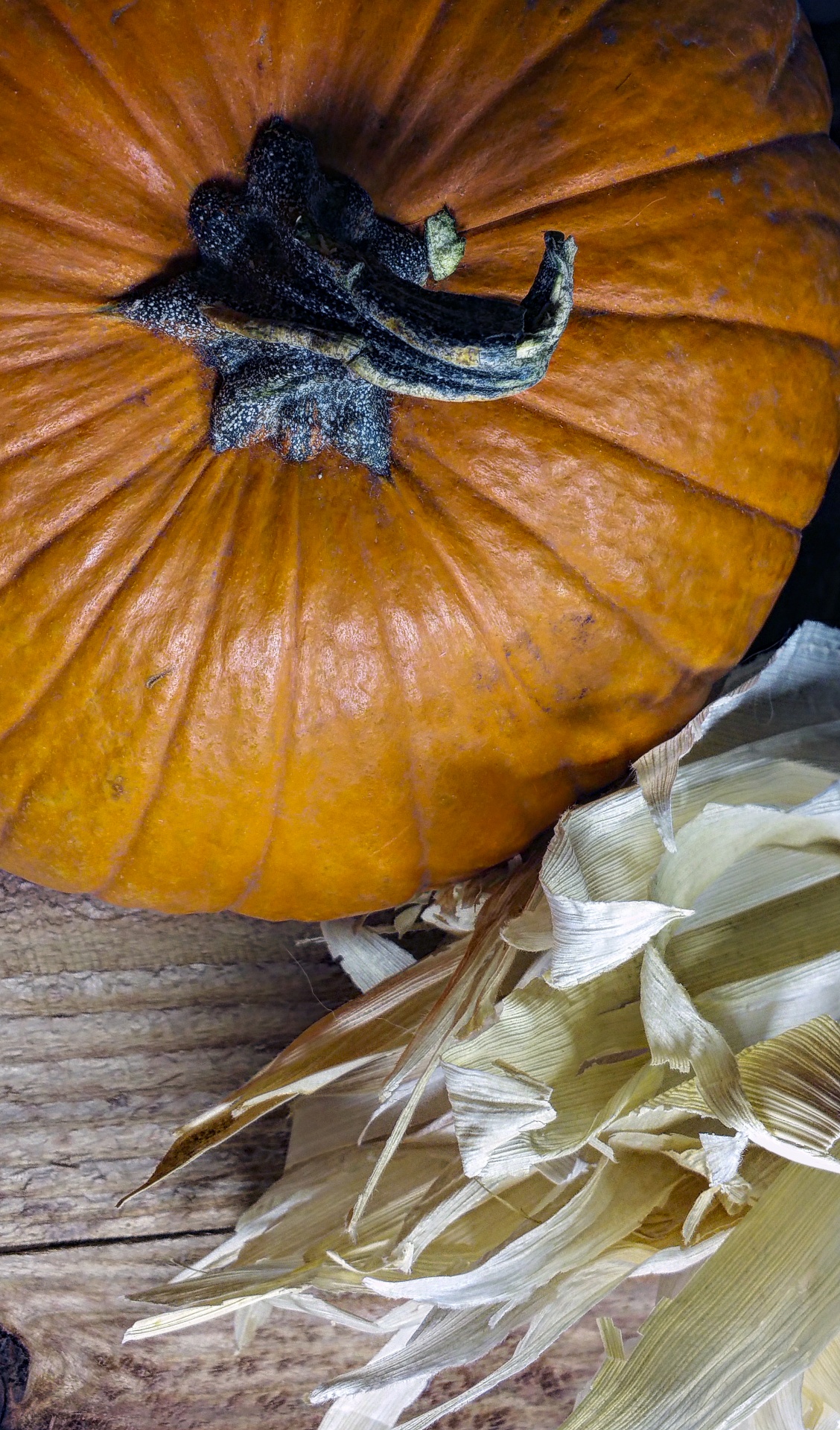 pumpkin corn husks free photo