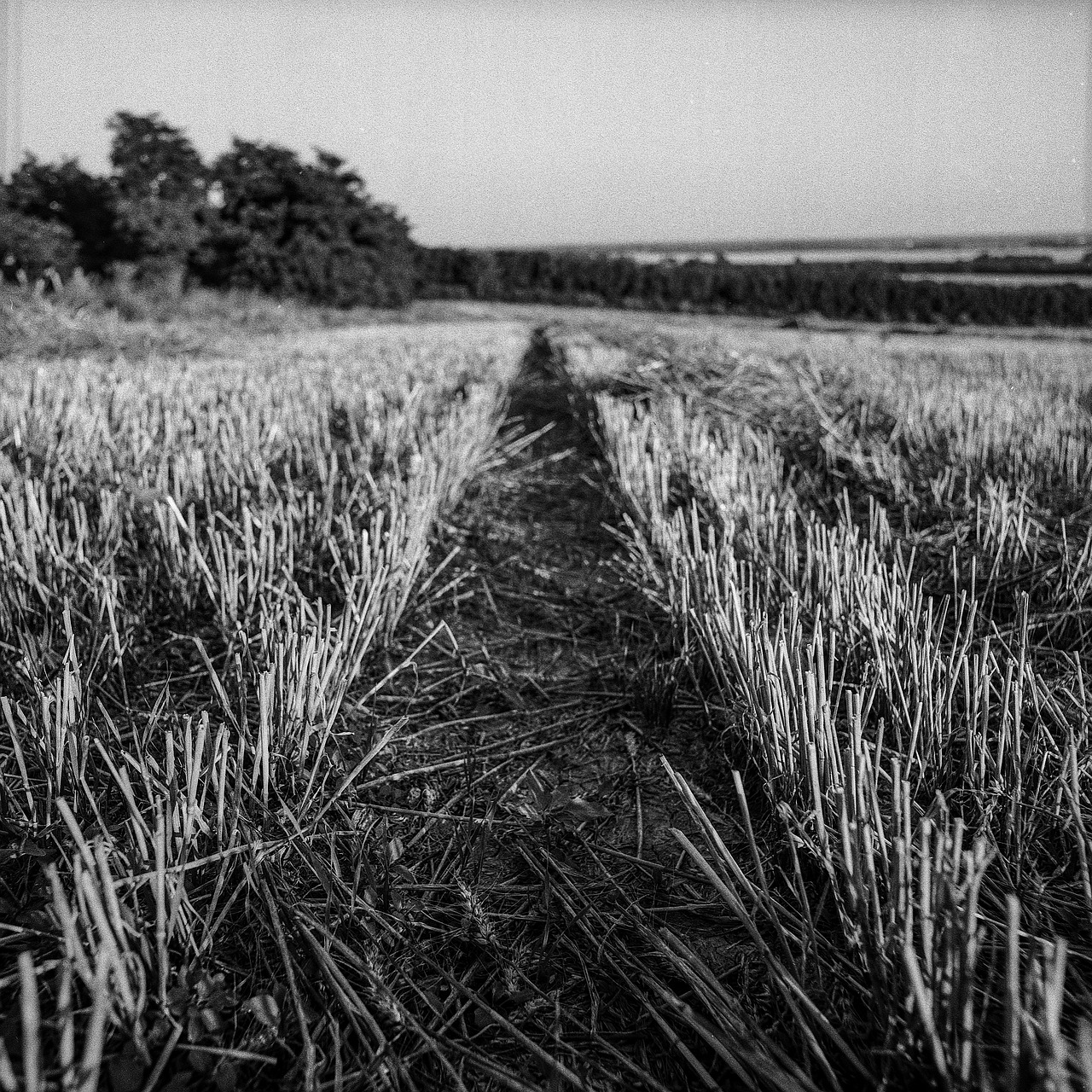 harvested crop field free photo