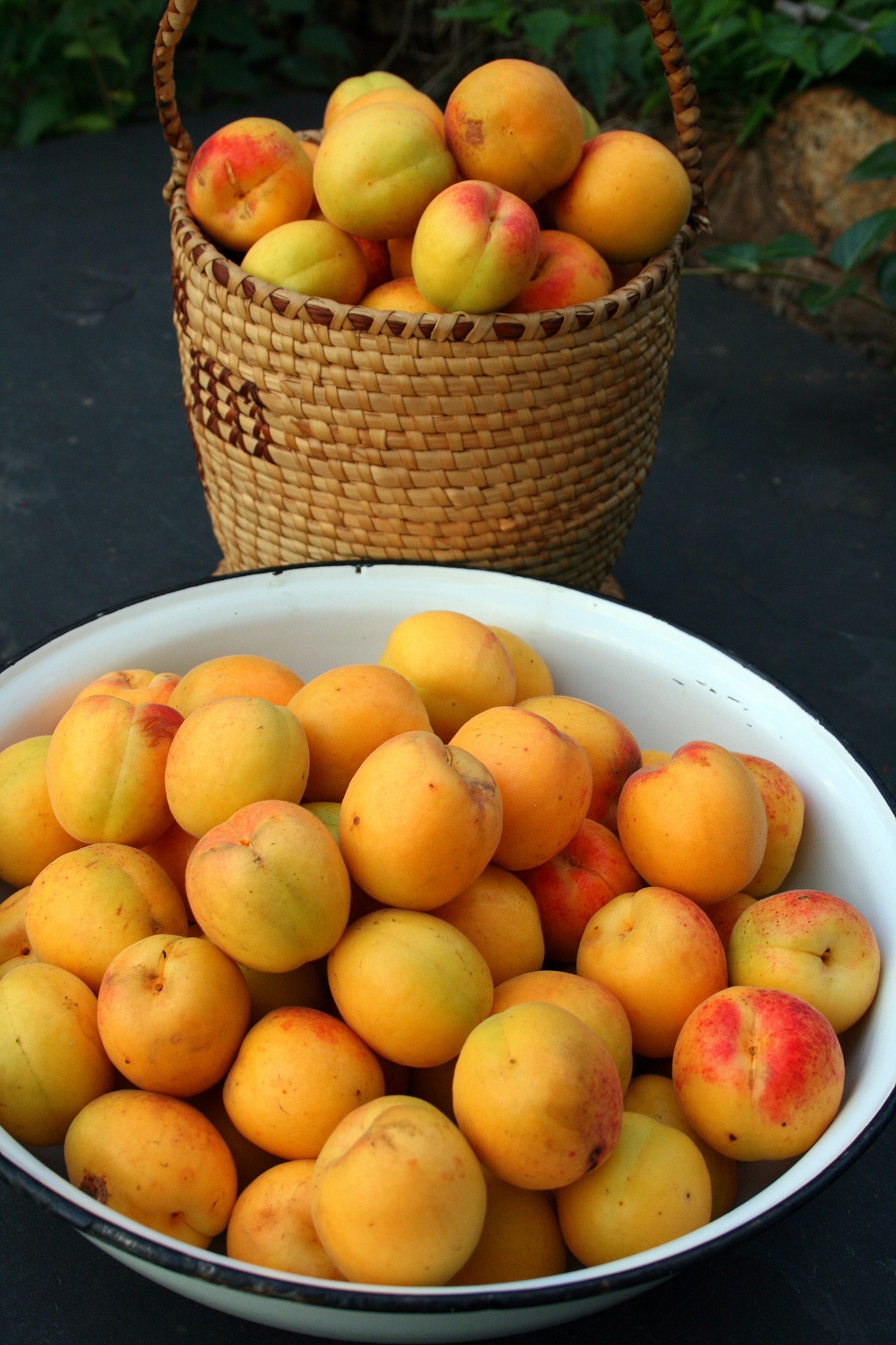 fruit apricots harvest free photo