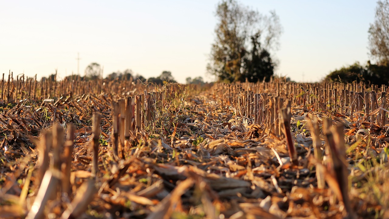 harvested corn  food  field free photo