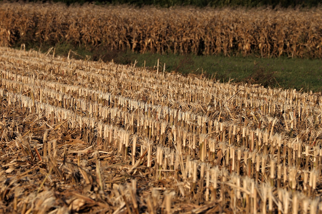 harvested corn  food  field free photo