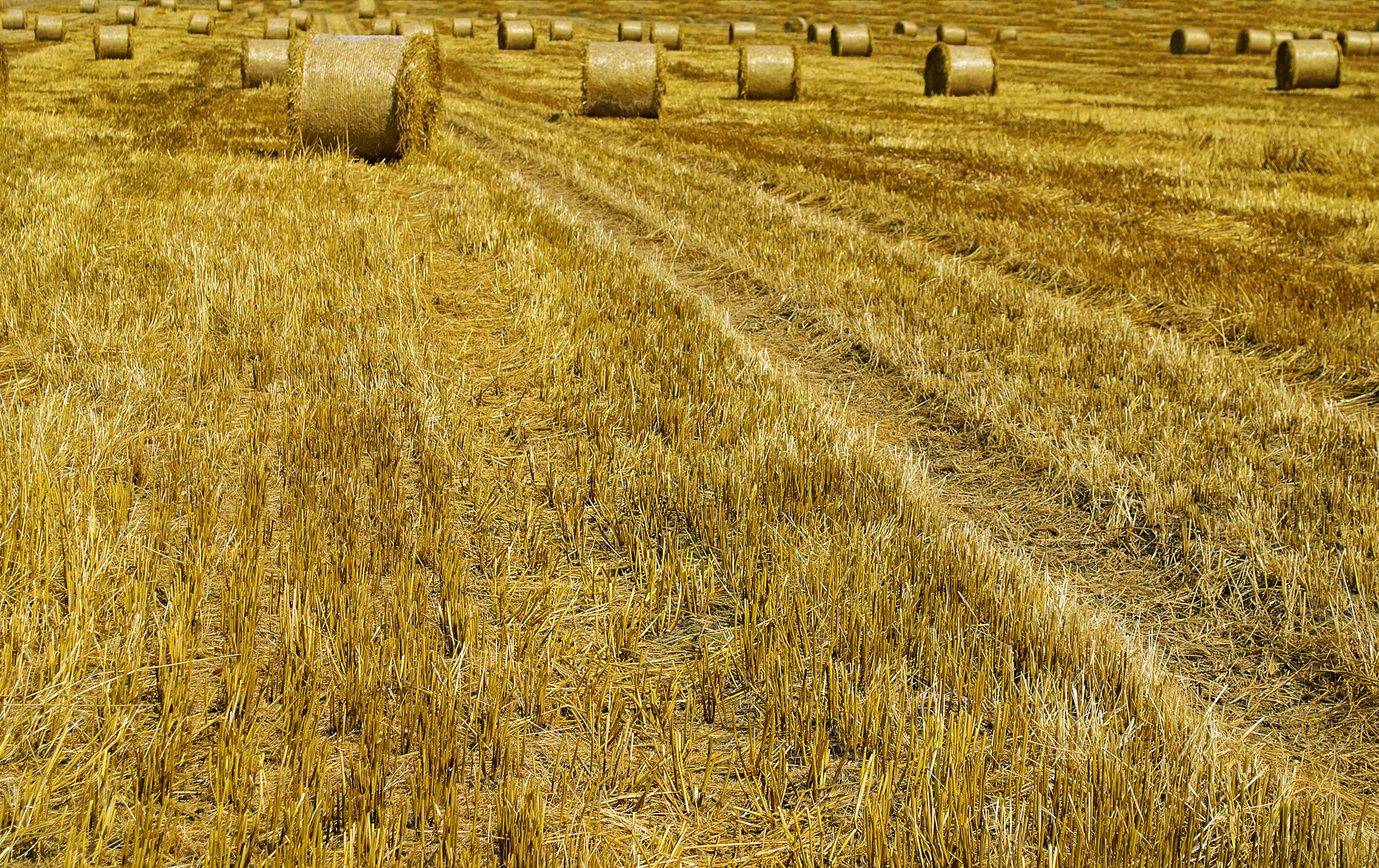 agricultural agriculture autumn free photo