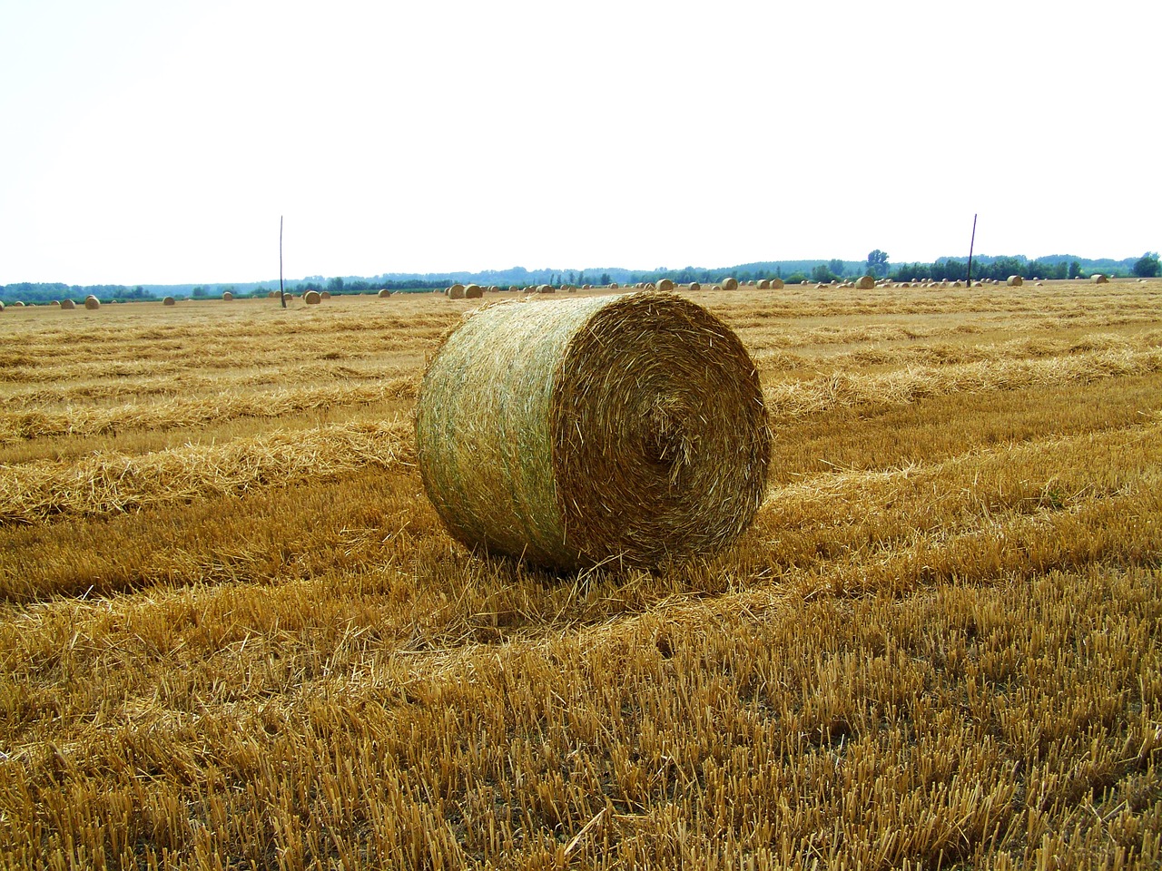 harvested wheat field straw bale summer free photo