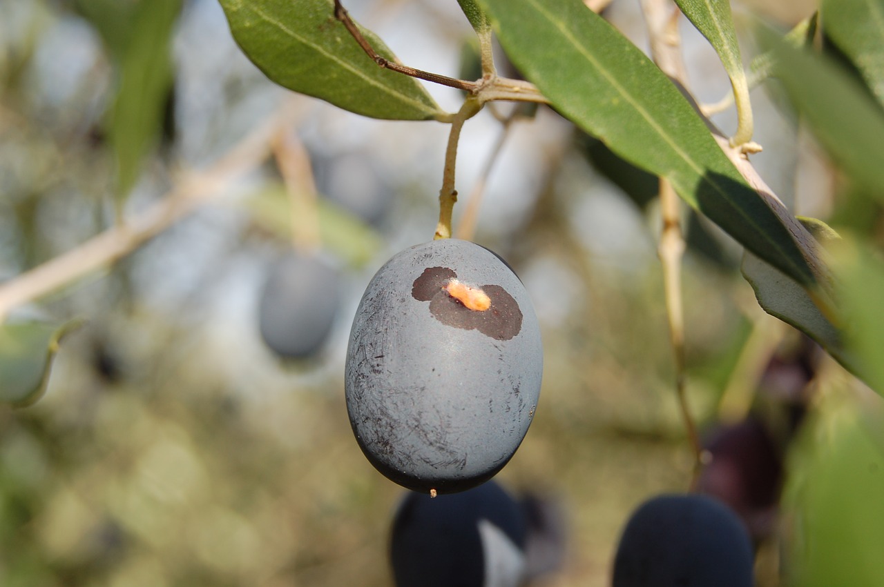 harvesting olives olive oil olives free photo