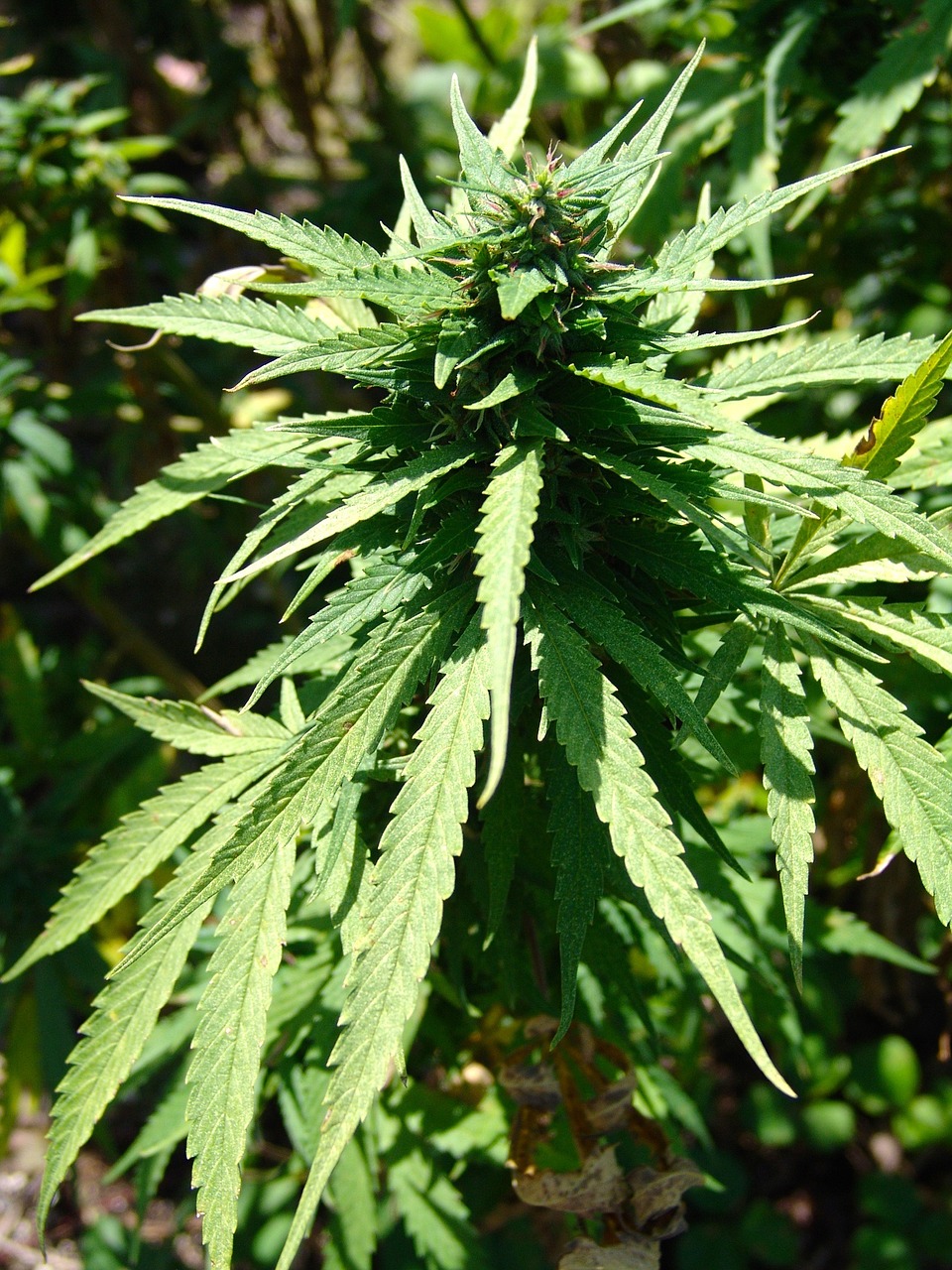 hashish marijuana drug free photo