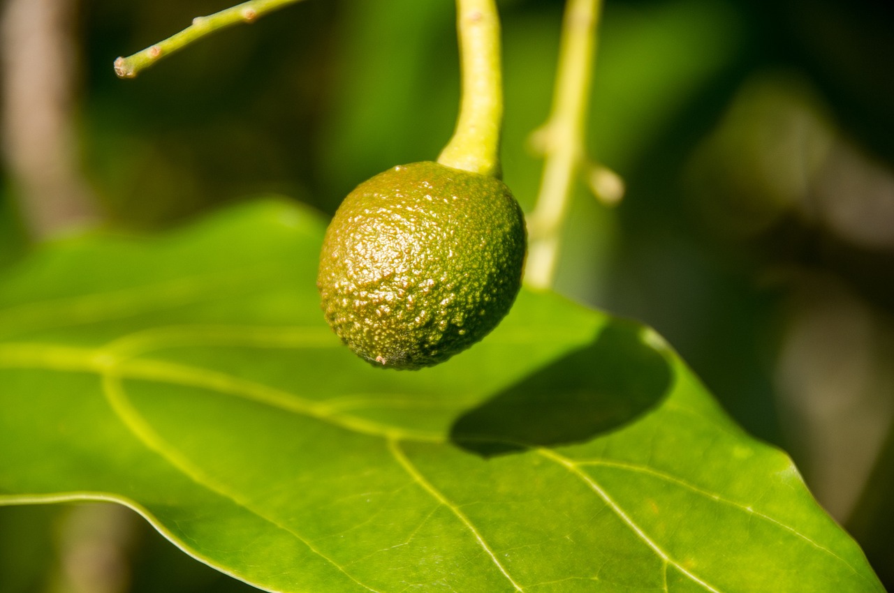 hass avocado baby new free photo