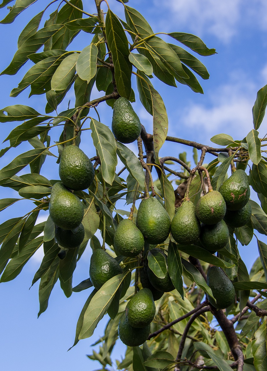 hass avocado tree branch free photo