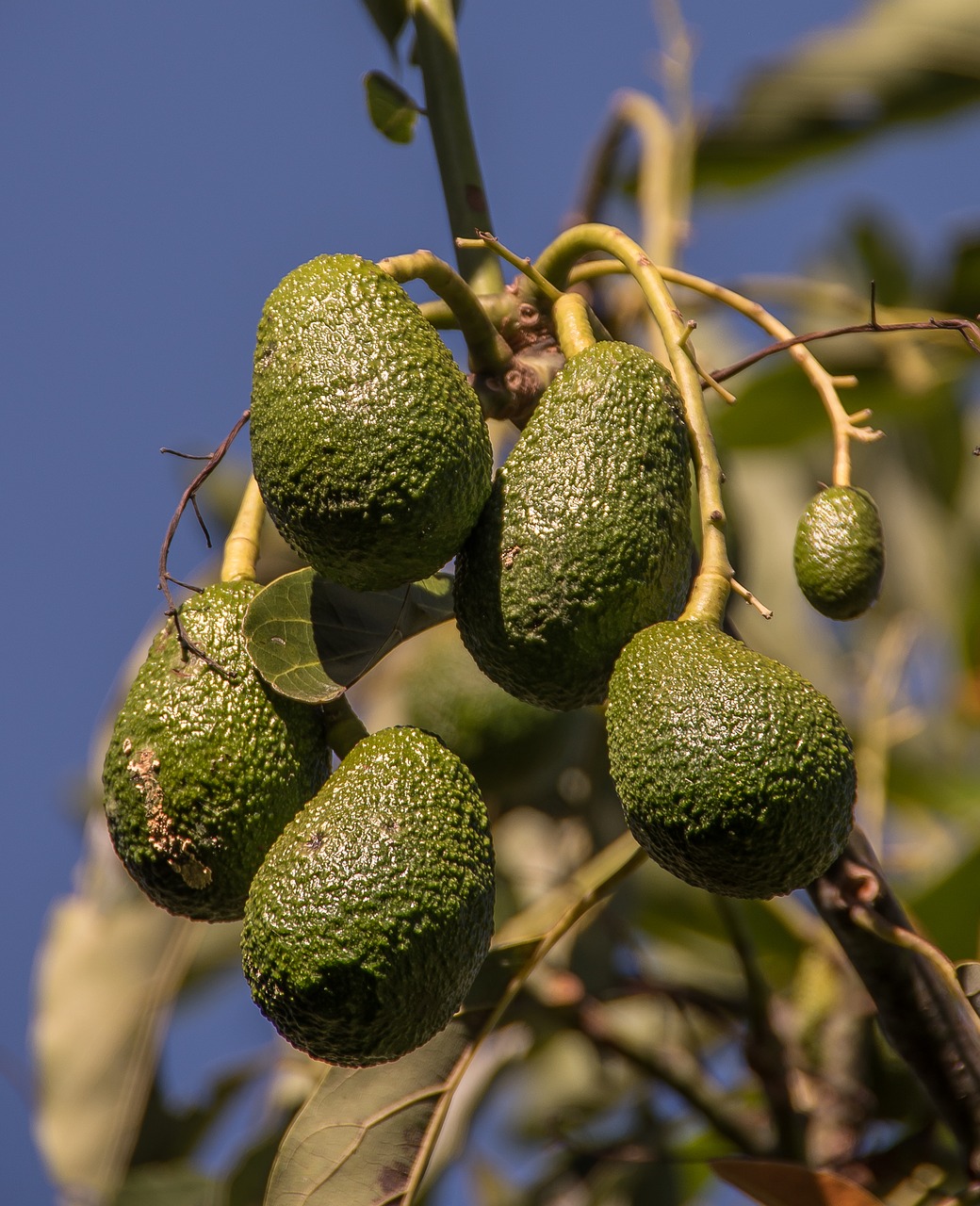 hass avocado avocados fruit free photo