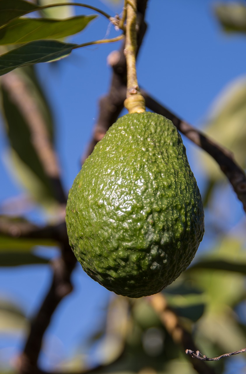 hass avocado avocado fruit free photo