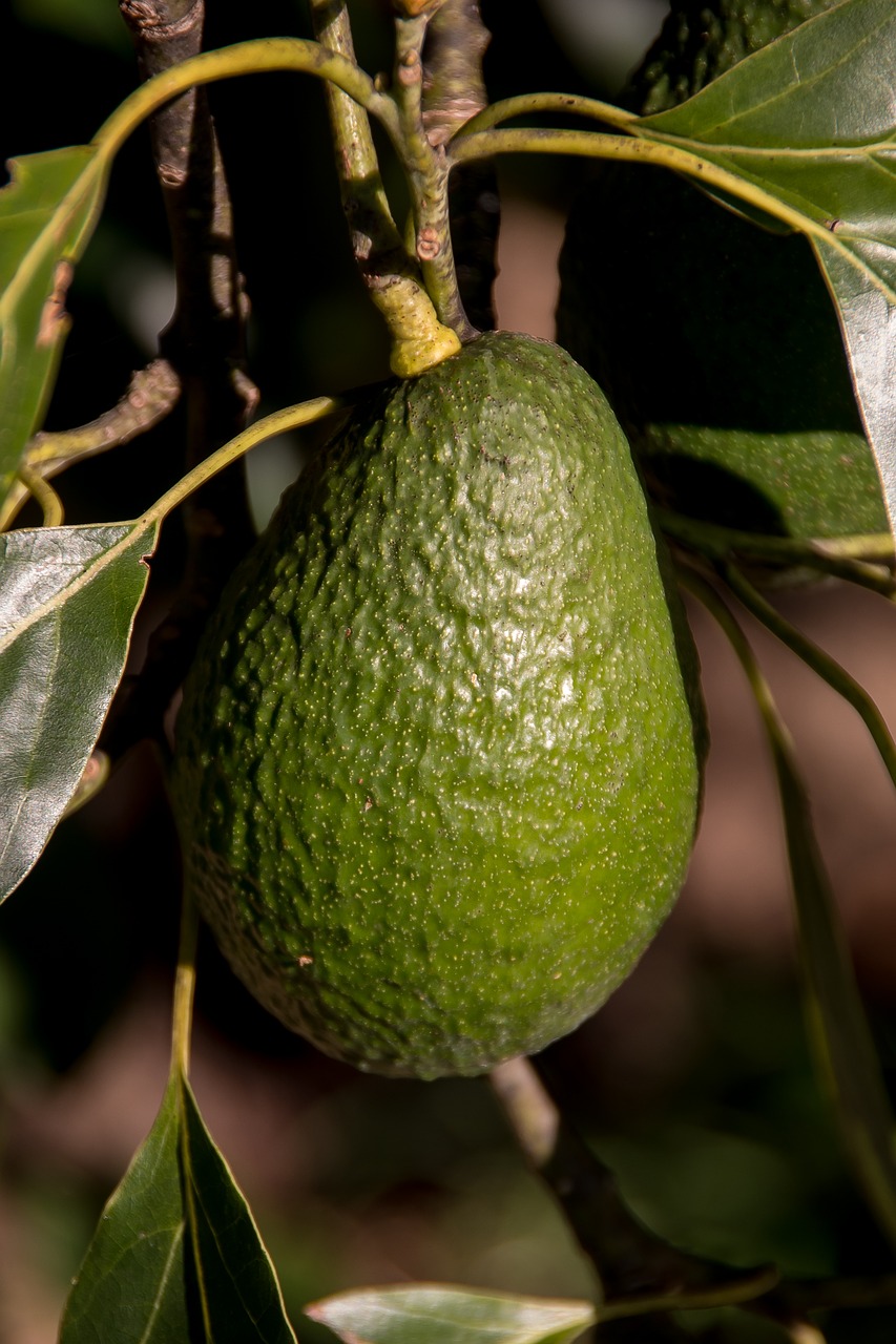 hass avocado fruit tree free photo