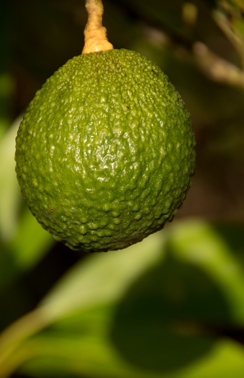 hass avocado  tree  avocados free photo