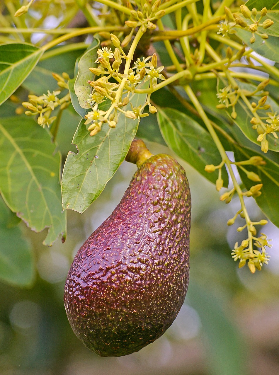 hass avocado  blossom  flowers free photo