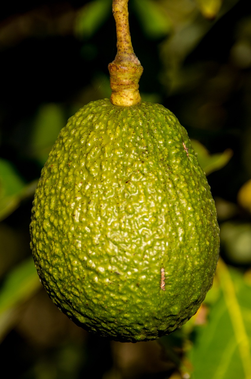 hass avocado avocado fruit free photo