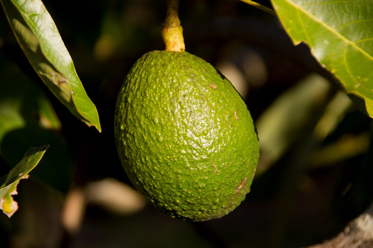 hass avocado avocado fruit free photo