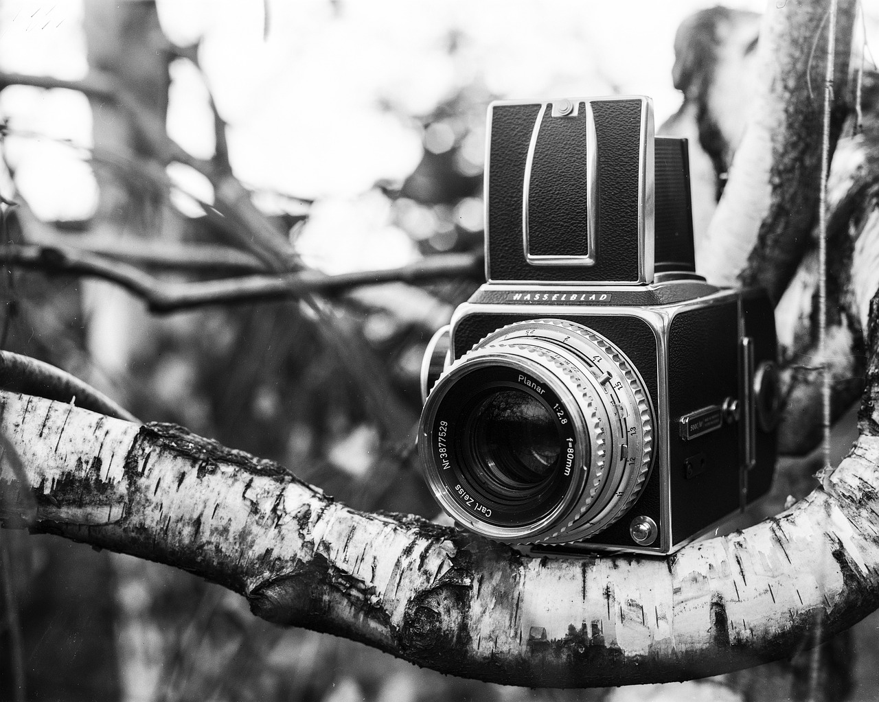 hasselblad camera analog free photo