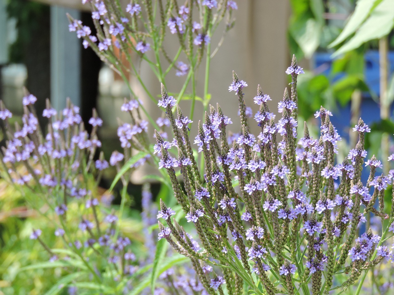 hastee vervain plant native to quebec garden free photo