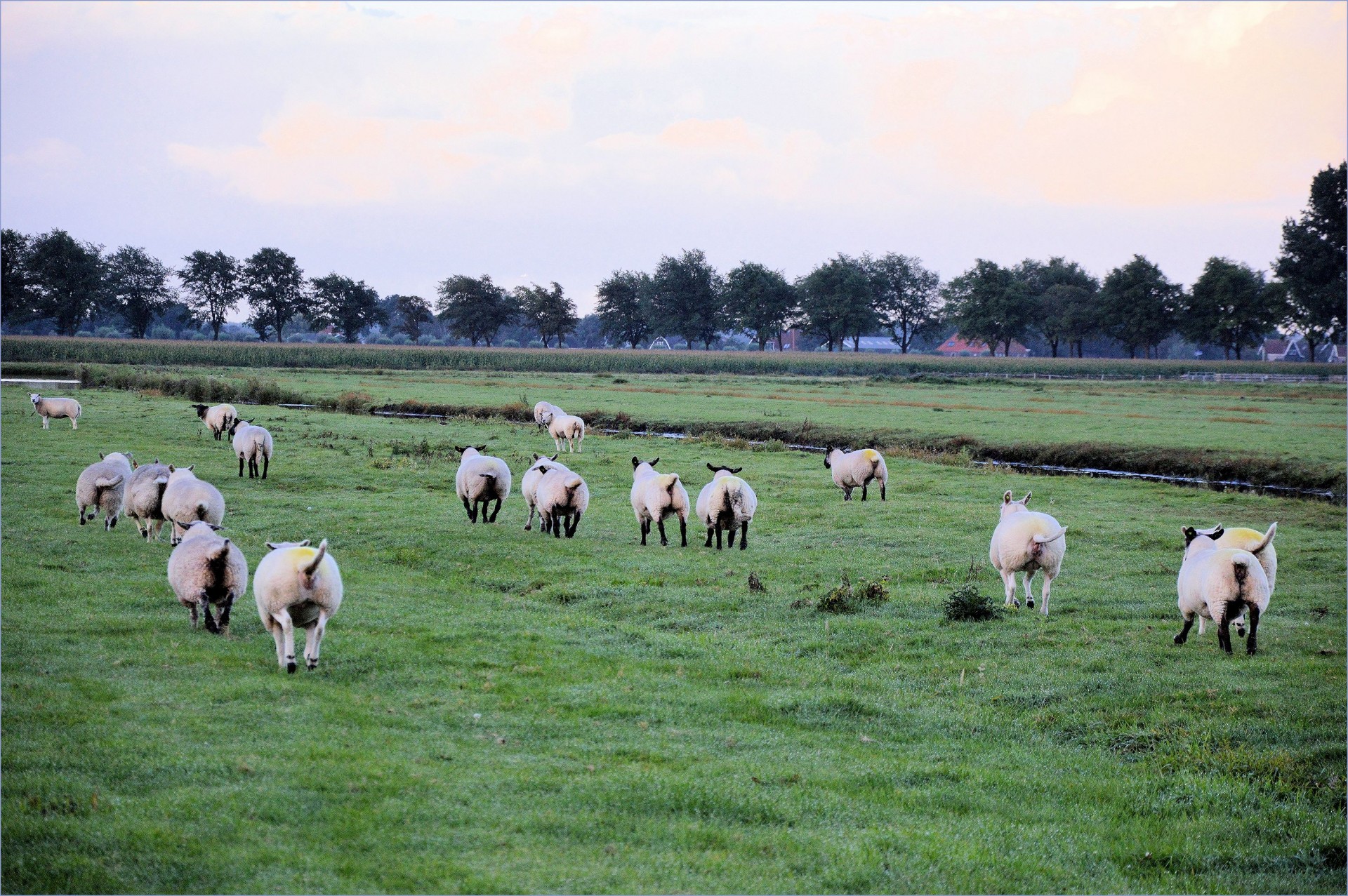 sheep run farm free photo