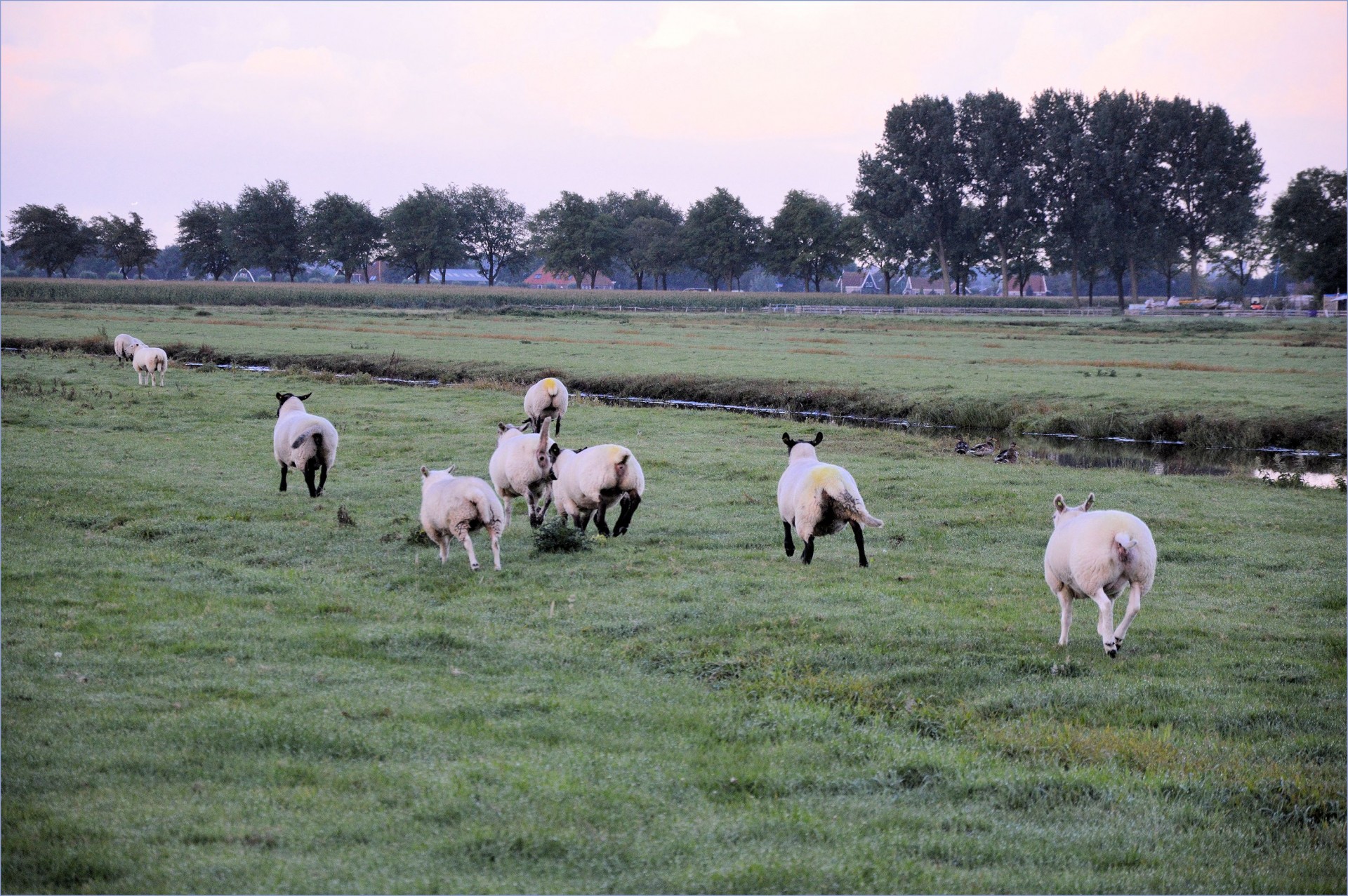 sheep run farm free photo