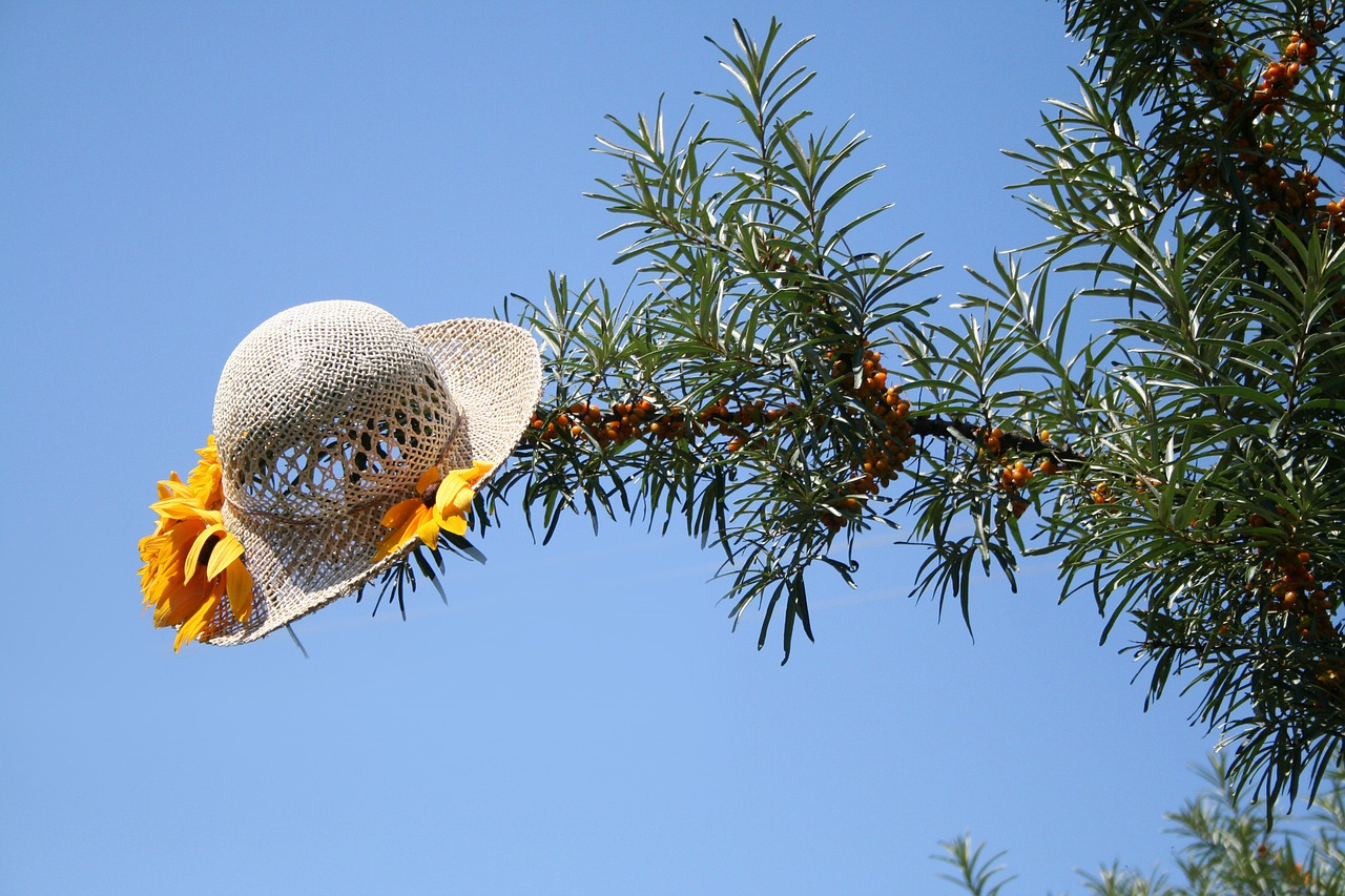 hat tree green free photo