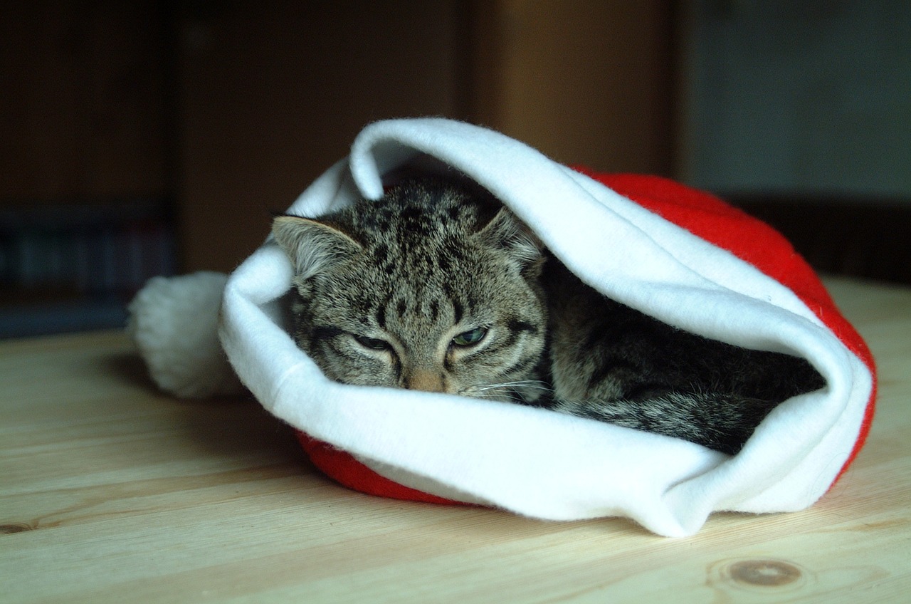 hat christmas cat animal free photo