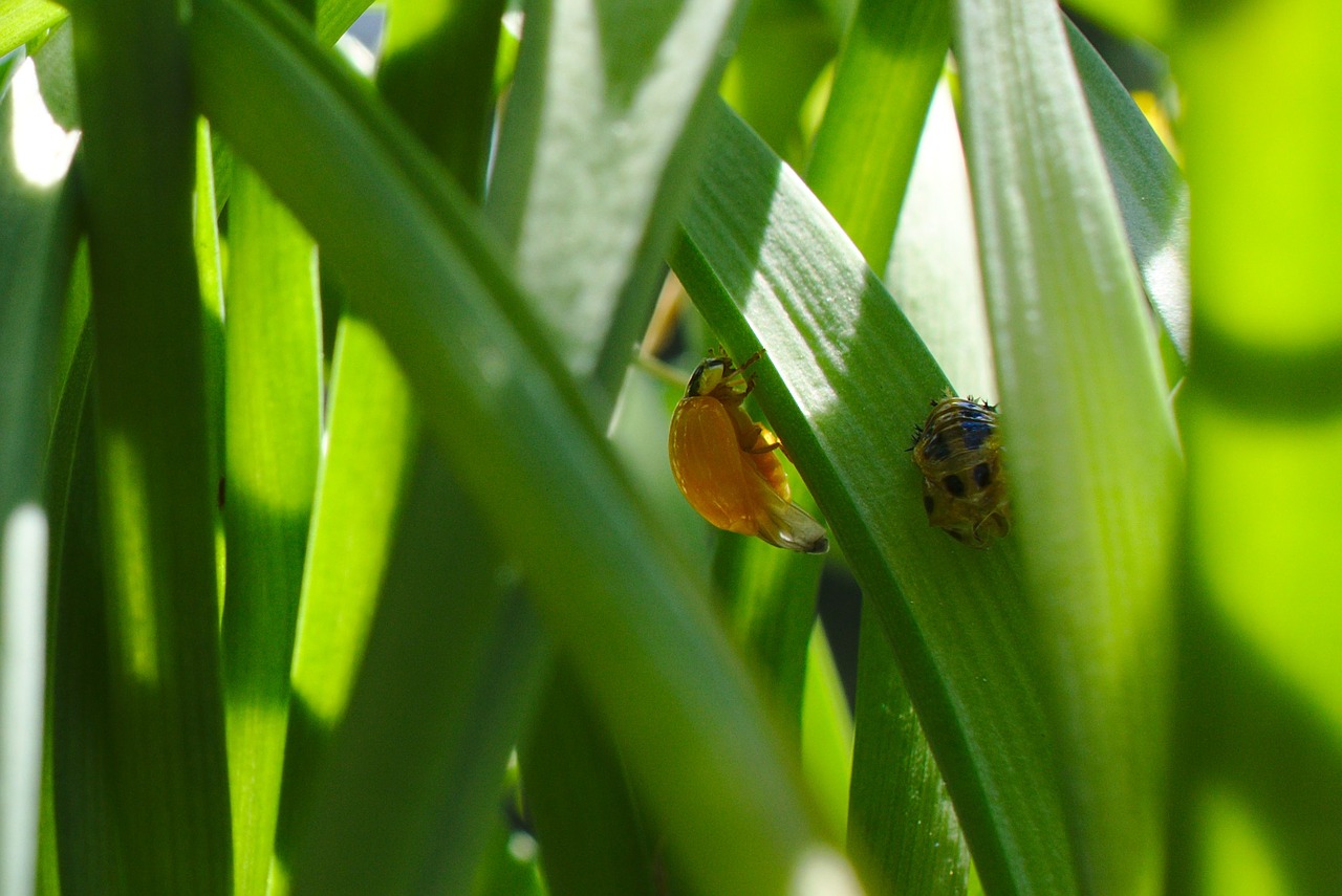 hatched ladybug bug free photo