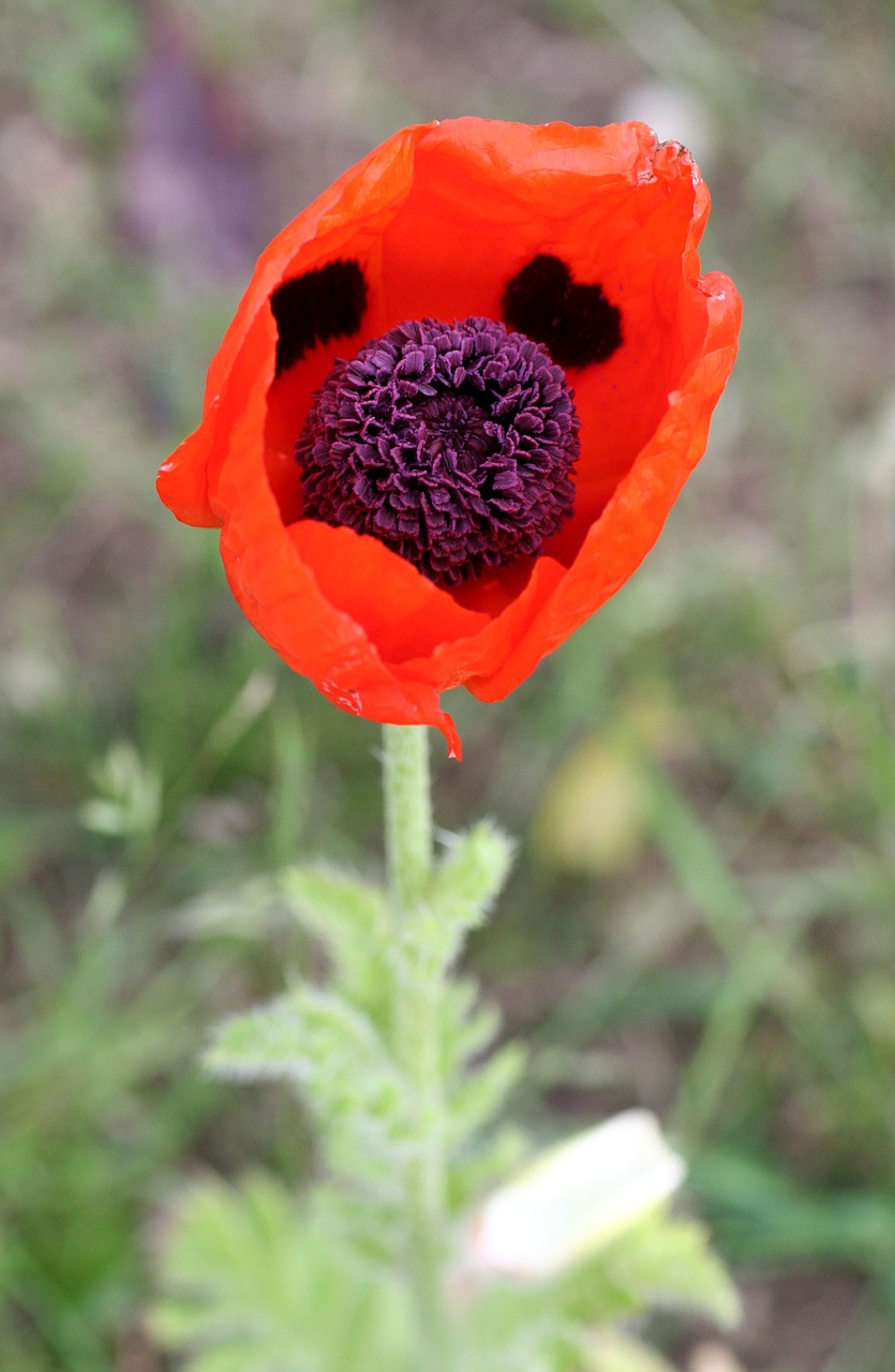 hatching  poppy  flower free photo