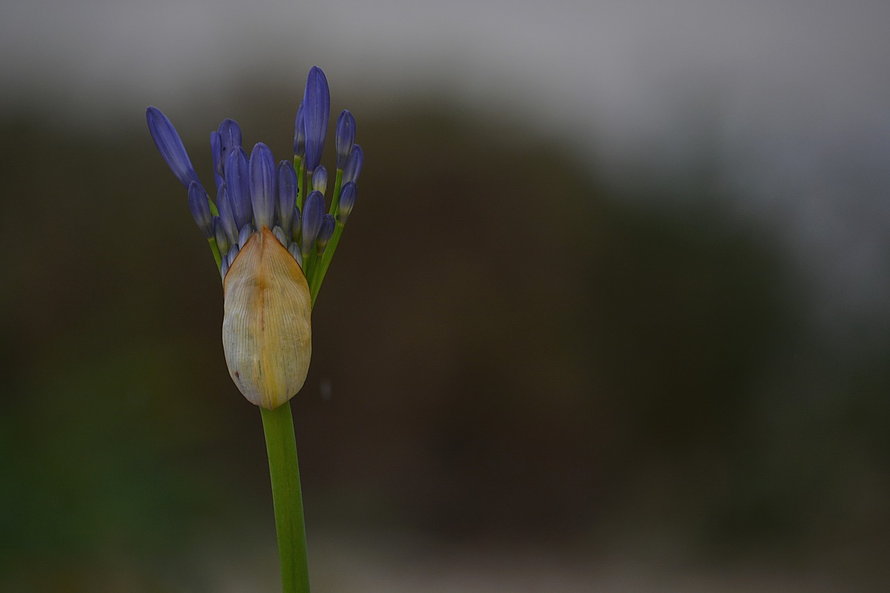 hatching flower nature free photo