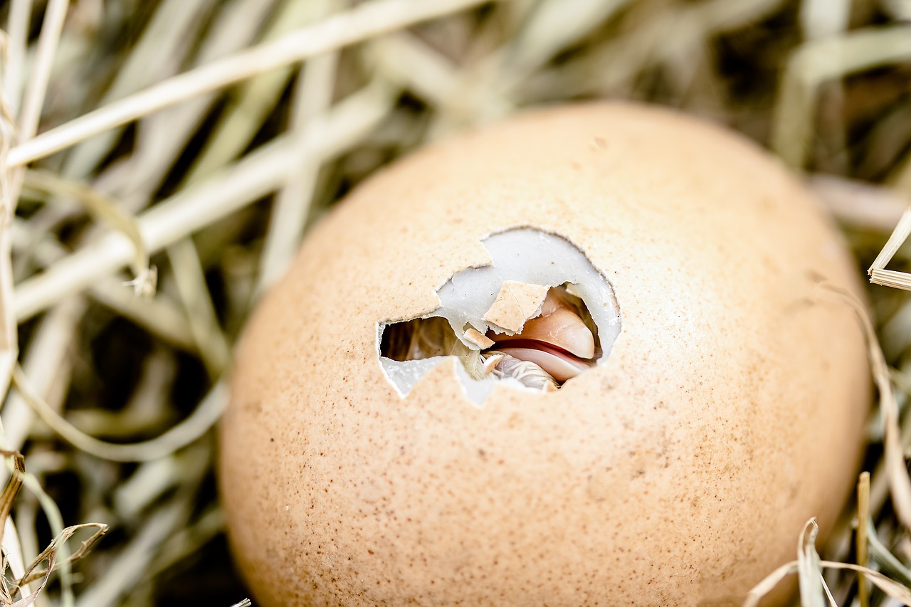 hatching chicks egg shell break bill free photo