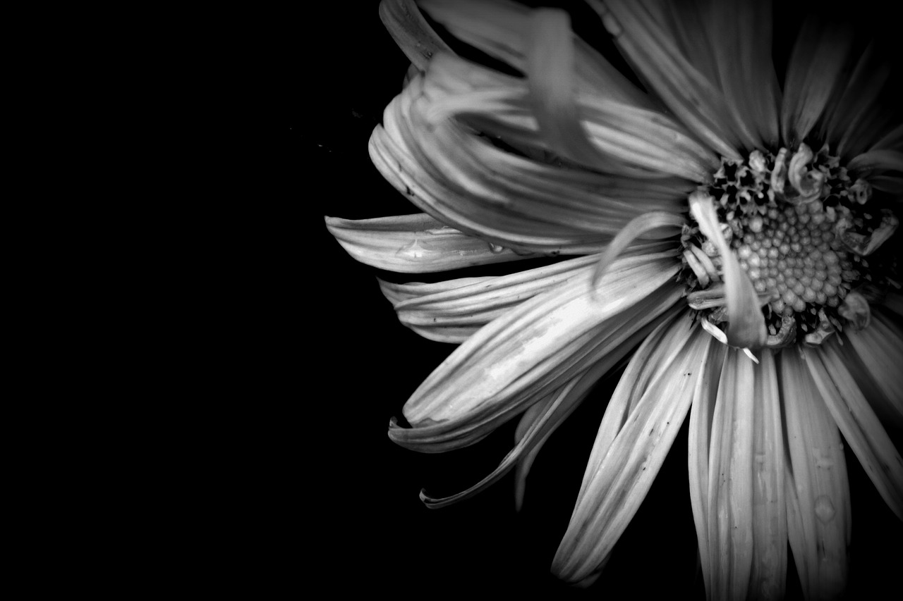 hátérkép  black and white  flower free photo