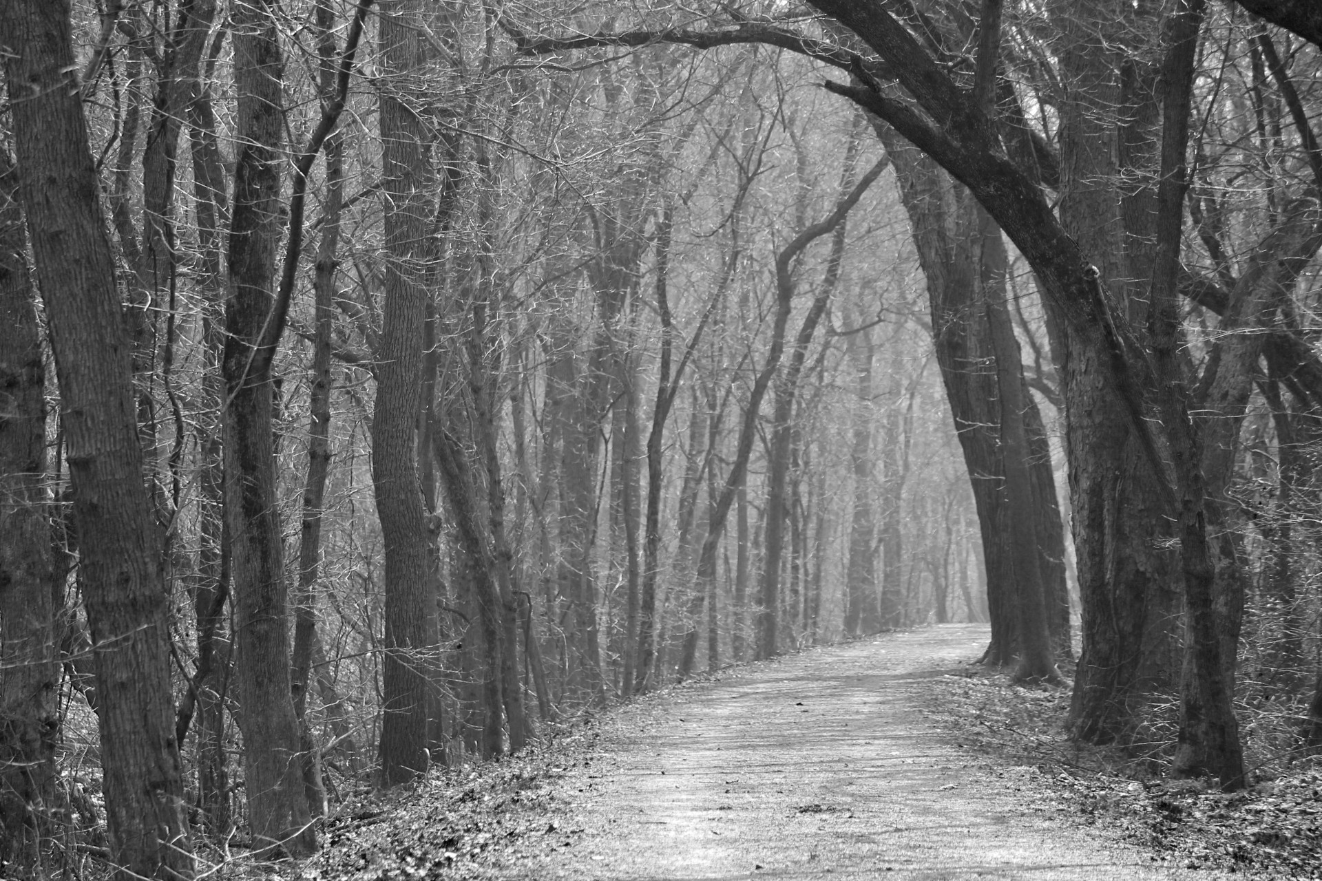 woods forest bw free photo