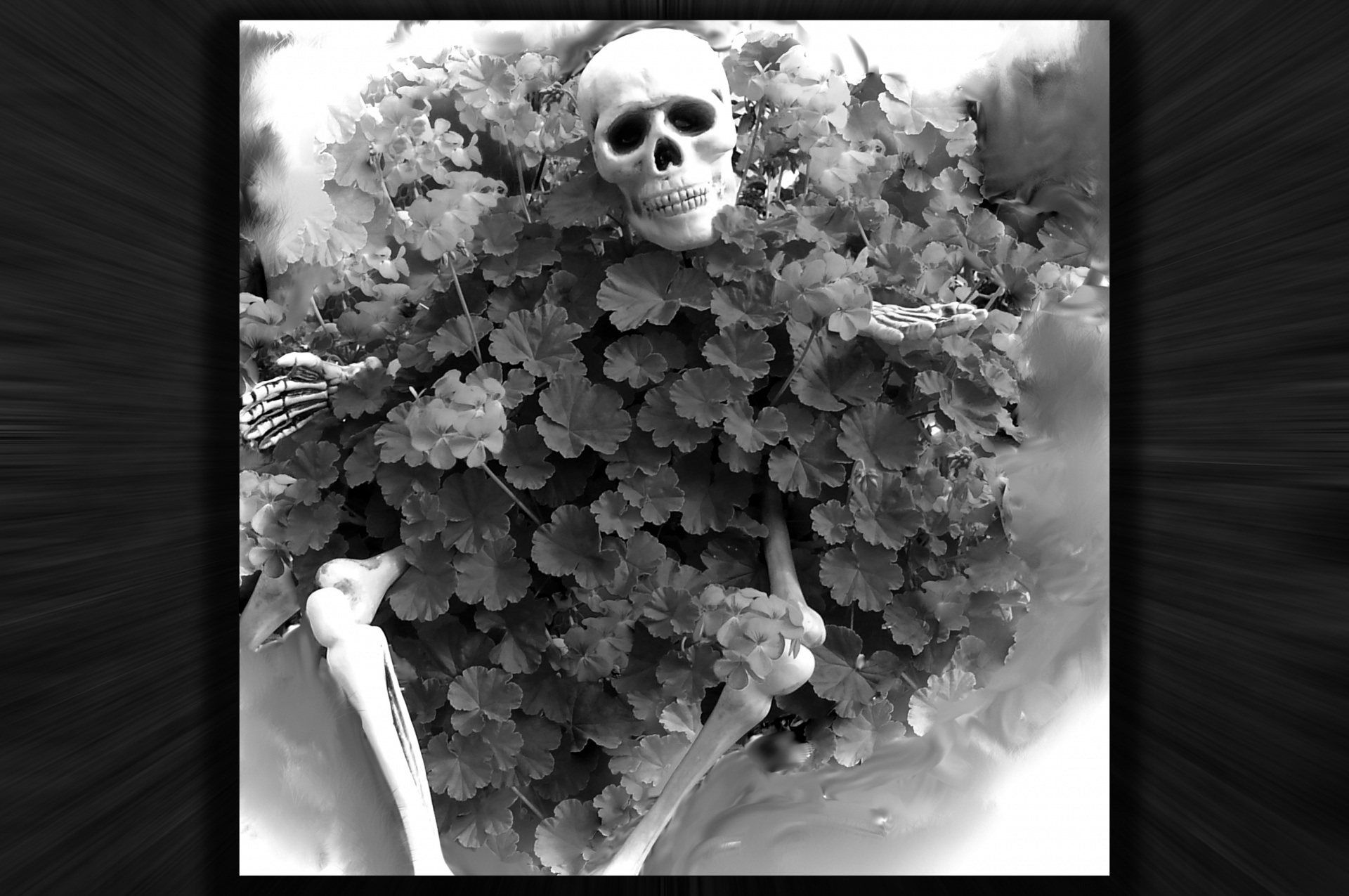 halloween black white skull free photo
