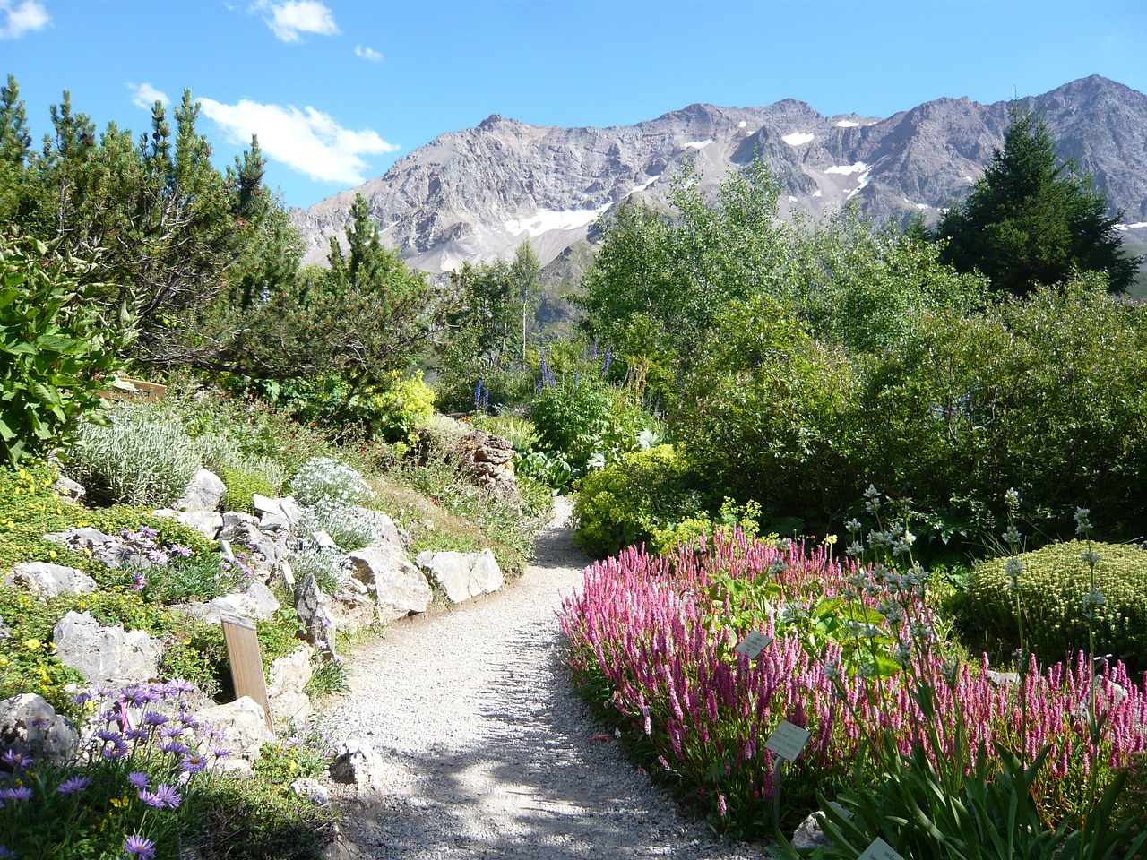 hautes alpes garden lautaret free photo