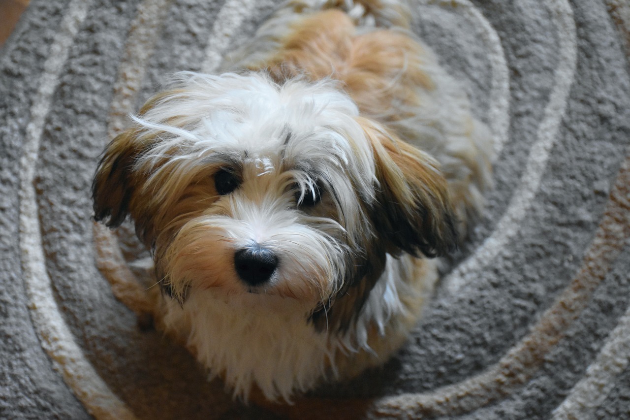 havanese dog puppy free photo