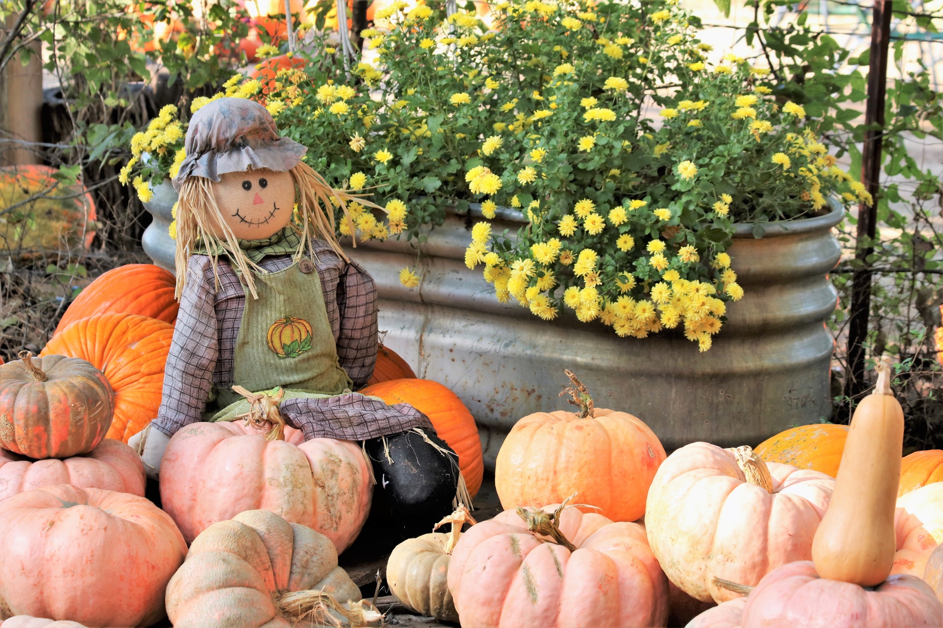 smiling scarecrow sitting free photo