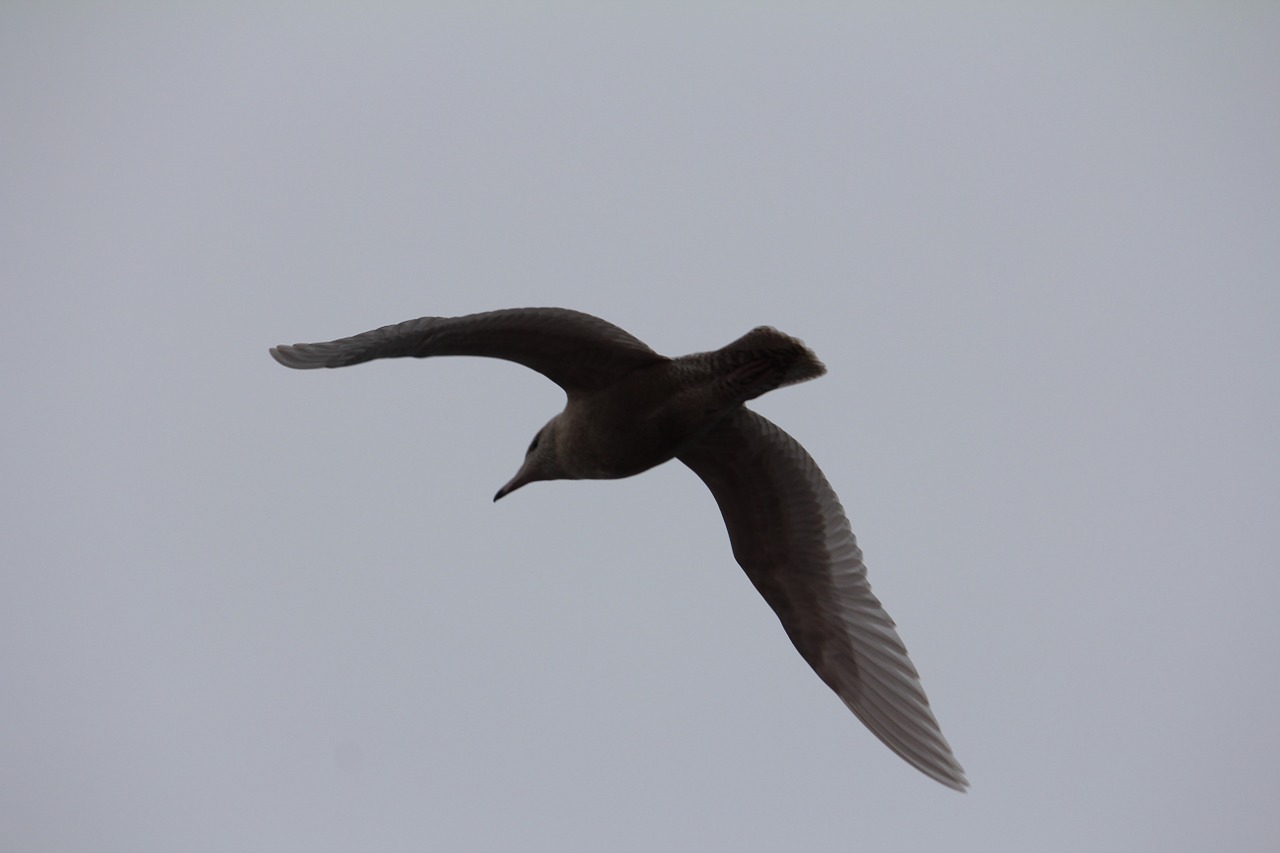 havmåge seagull flying free photo