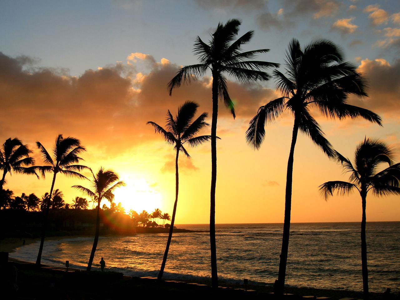 hawaii tropical palm tree free photo