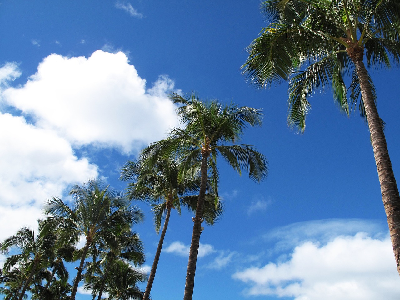 hawaii palms himmel free photo