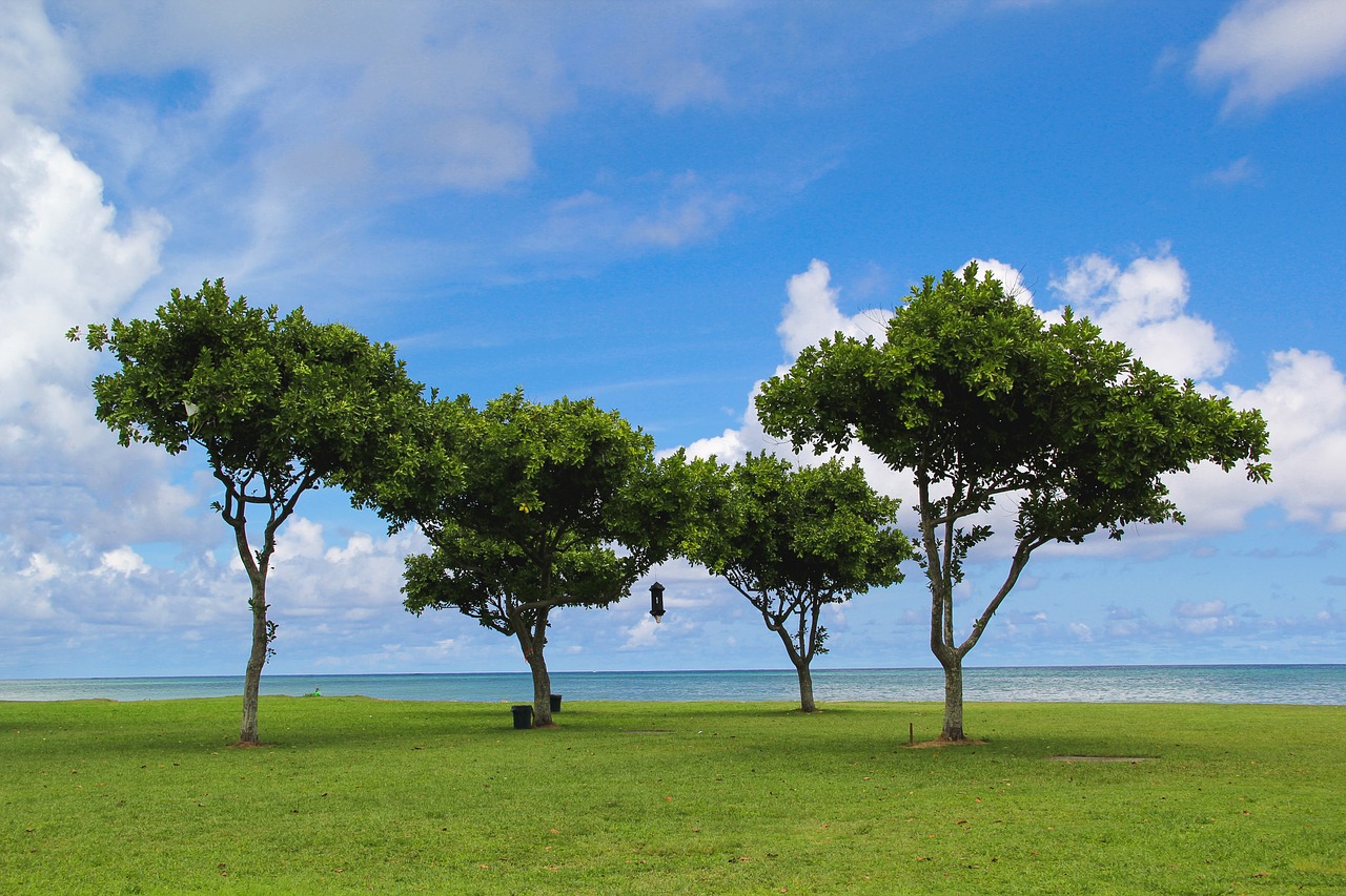 hawaii oahu trees free photo